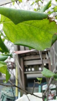 鉢植え3年目のライラックの葉が丸まっています 一部 茶色くなってる葉 Yahoo 知恵袋