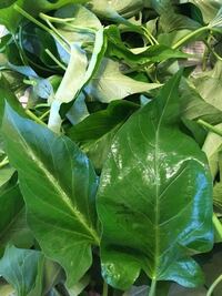 空芯菜の炒め物って元々どこの料理なんでしょうか 調べたら中国 Yahoo 知恵袋