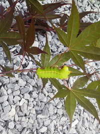 もみじについた毛虫について 庭に植えているもみじの木に黄緑 Yahoo 知恵袋