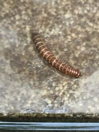 この季節庭の鉢植えにこの虫が大量発生しますが なんて言う虫でしょうか そして植 Yahoo 知恵袋