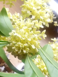 キンモクセイにそっくりだけど 花が白いこの花は何ですか 銀木犀です Yahoo 知恵袋