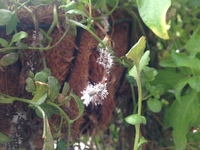 ベゴニアの葉の表明に細かい粉のようなツブツブが増えてきてしま Yahoo 知恵袋