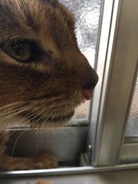 猫カフェ猫が足の臭いかいできますがなんですか 猫鼻良いですか Yahoo 知恵袋