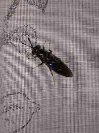 画像あり ハエ 羽アリ ハチ まざったような虫 色は真っ黒です 1cm Yahoo 知恵袋