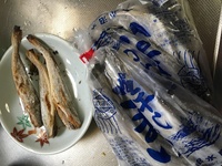 こまいと言う魚の調理法 食べ方を教えてください 父が氷下魚を釣ってき Yahoo 知恵袋