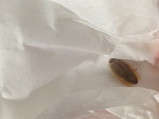 この虫の名前は 部屋のペン立てに死骸が入ってました 指の爪くらいの大きさのア Yahoo 知恵袋