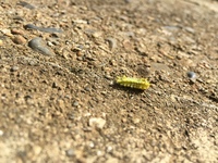 この毛虫は何でしょう 今刺されて痛いです イラガの幼虫です キントキ Yahoo 知恵袋