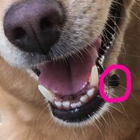 犬の歯茎 口の粘膜 のあたりに黒い塊があります これは何でしょ Yahoo 知恵袋