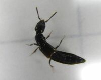 アリ に刺され激痛 この虫の名前が知りたいです 体長は1 2ミリ Yahoo 知恵袋