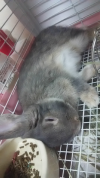 うさぎの病気についてです 生後４ヶ月になるうさぎ飼い始めてから３ヶ月になります Yahoo 知恵袋