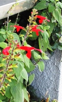 植木鉢のこの赤いサルビアっぽい花が何か分かりますか サルビア Yahoo 知恵袋