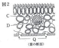 高校生物の葉の断面図についてです 教科書には双子葉類しか載っていないのですが単 Yahoo 知恵袋