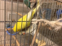 飼っているオカメインコ が セキセイインコ と交尾らしい状況なのです Yahoo 知恵袋