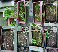 何年前の種なのか定かではありませんが コスモスの種が押入れからで出 Yahoo 知恵袋