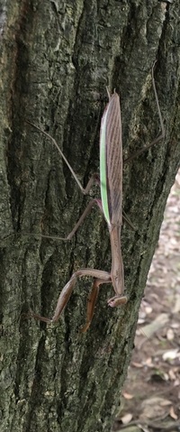 庭の木にいました バッタとゴキブリを合わせたような 巨大な謎の虫です 何かの新種 教えて 住まいの先生 Yahoo 不動産