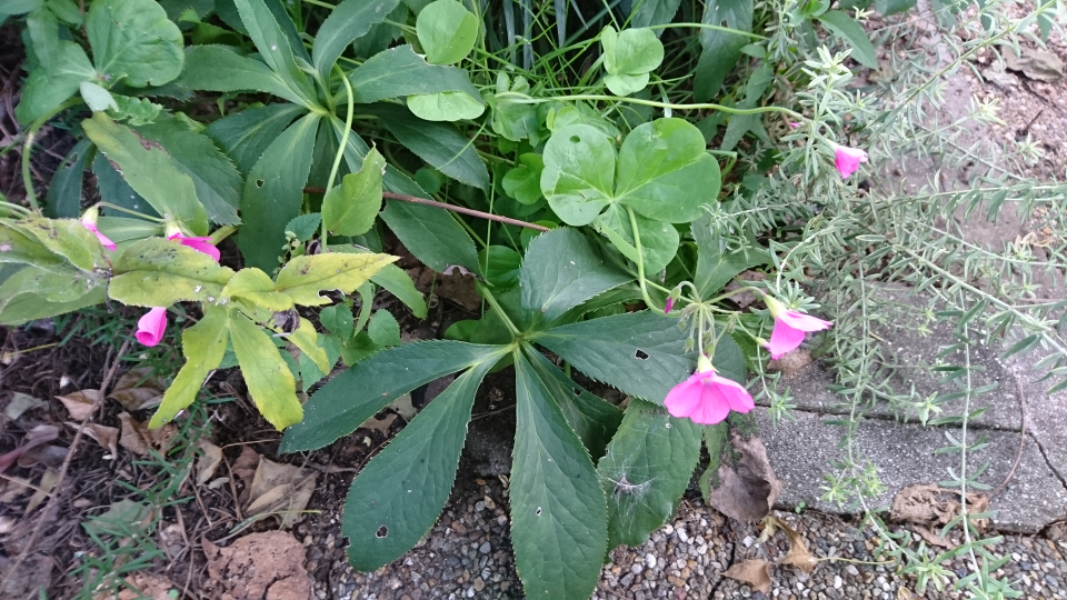 このピンクの花をつけている植物は雑草ですか オキザリス ボーウィーです Yahoo 知恵袋