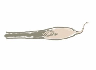 抜け毛の毛根についてです抜け毛の毛根に白いヒゲ 添付画像 のようなものがあると Yahoo 知恵袋