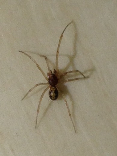 蜘蛛 種類 家 日本