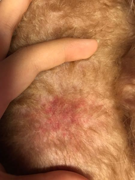 犬 お腹 赤い 内出血