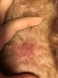 画像をダウンロード 犬 お腹 内出血
