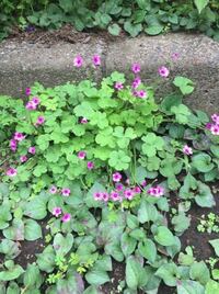 ピンク 花 クローバー の