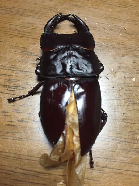 オオクワガ羽根ぱか - オオクワガタが3日ほど前に羽化しました。羽根 