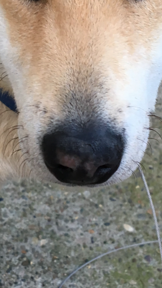 犬の鼻の傷 について2歳の縄文柴犬 を飼っています 外犬です ２週間 Yahoo 知恵袋