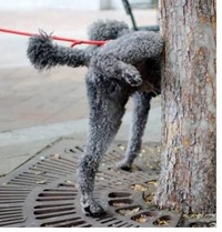 雄犬の足を上げないおしっこのしつけ方について質問です どの Yahoo 知恵袋