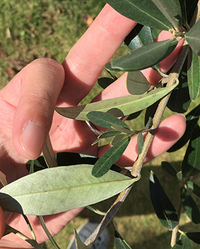 鉢植えのオリーブの葉っぱが茶いろくなり全て無くなりました 復 Yahoo 知恵袋