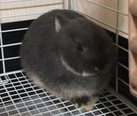 うちのうさぎがよくこんな感じで丸まっていて 最近前足も後ろ足も全部身 Yahoo 知恵袋