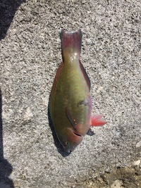 4月に沖縄に旅行に行くのですが釣りが好きでエギングをしたいと思っています Yahoo 知恵袋