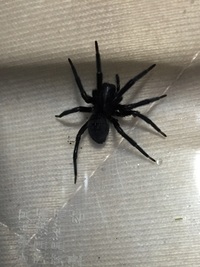 この蜘蛛は何蜘蛛ですか 家にいました クロガケジグモでしょう Yahoo 知恵袋