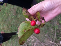 公園で見つけた赤い実。
茎にばらのようなトゲがあります。
これは何かわかりますか？ 