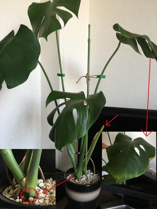 植え替えたモンステラの葉が黄色くなってきました 10月に植え Yahoo 知恵袋