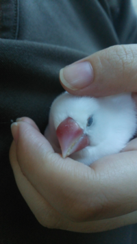 文鳥の糞に異変 我が家の文鳥が今朝から濃い黒色の糞をしています 何か Yahoo 知恵袋