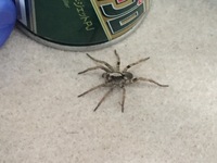 蜘蛛についての質問です。家に3センチくらいのこういった蜘蛛が 蜘蛛についての質問です。家に3センチくらいのこういった蜘蛛が