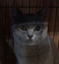 猫の目の様子がおかしいです 数十分前から猫の左右の瞳孔の大きさが Yahoo 知恵袋