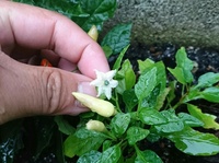 観賞用トウガラシって食べることは可能ですか 又 観賞用トウガラシは通常のトウガ Yahoo 知恵袋