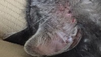 犬の膿皮症について 皮膚病 ヒバ油が良いとありますが 実際どうでしょうか Yahoo 知恵袋