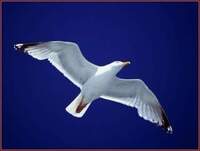 和訳ではアホウドリとなるアルバトロスですがこのアルバトロスという Yahoo 知恵袋