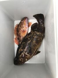 この魚は 何て言う魚でしょうか ハタの仲間だとは思うのですが どなたかわかる方 Yahoo 知恵袋