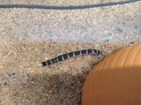 先日熱帯魚のクーリーローチを飼い始めたのですが朝起きると横たわっていて 息はし Yahoo 知恵袋