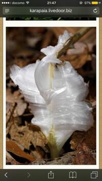 霜の花と呼ばれるフロストフラワーに花言葉はあるのですか フロス Yahoo 知恵袋