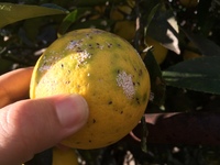 カニの甲羅についてる黒いブツブツの正体はなんですか カニビルとい Yahoo 知恵袋