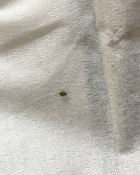 この虫の名前教えてください 写真有１ミリ程度の小さな虫です 色は緑か黄緑 数 Yahoo 知恵袋