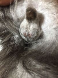 6ヶ月の猫が おもちゃを咥えて唸ったり威嚇したりします 攻撃はしないのですが Yahoo 知恵袋