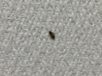 今日起きた時に部屋の壁に芋虫のような形をした 小さい虫がいたのですがこの虫の名前 教えて 住まいの先生 Yahoo 不動産