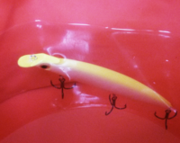 この前室見川でシーバス釣りをやったんですがまったく釣果がありま Yahoo 知恵袋