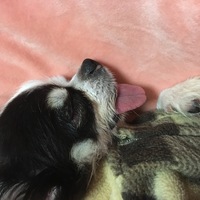 チワワ子犬のオーバーショット チワワ生後約2か月を購入し Yahoo 知恵袋