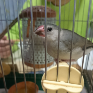 文鳥が豆苗を噛み切れていない 一人餌に切り替わってから飼った生後 Yahoo 知恵袋